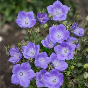 Campanula carp.'Pearl Deep Blue'