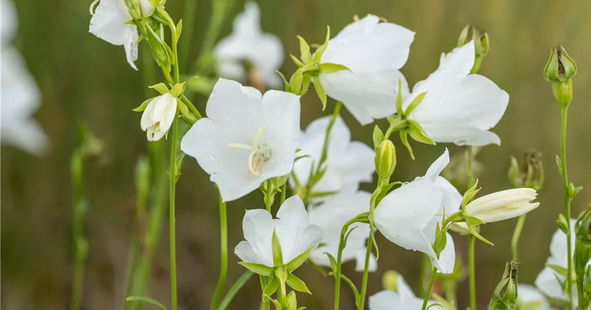 Campanula persicif.'Grandiflora Alba'