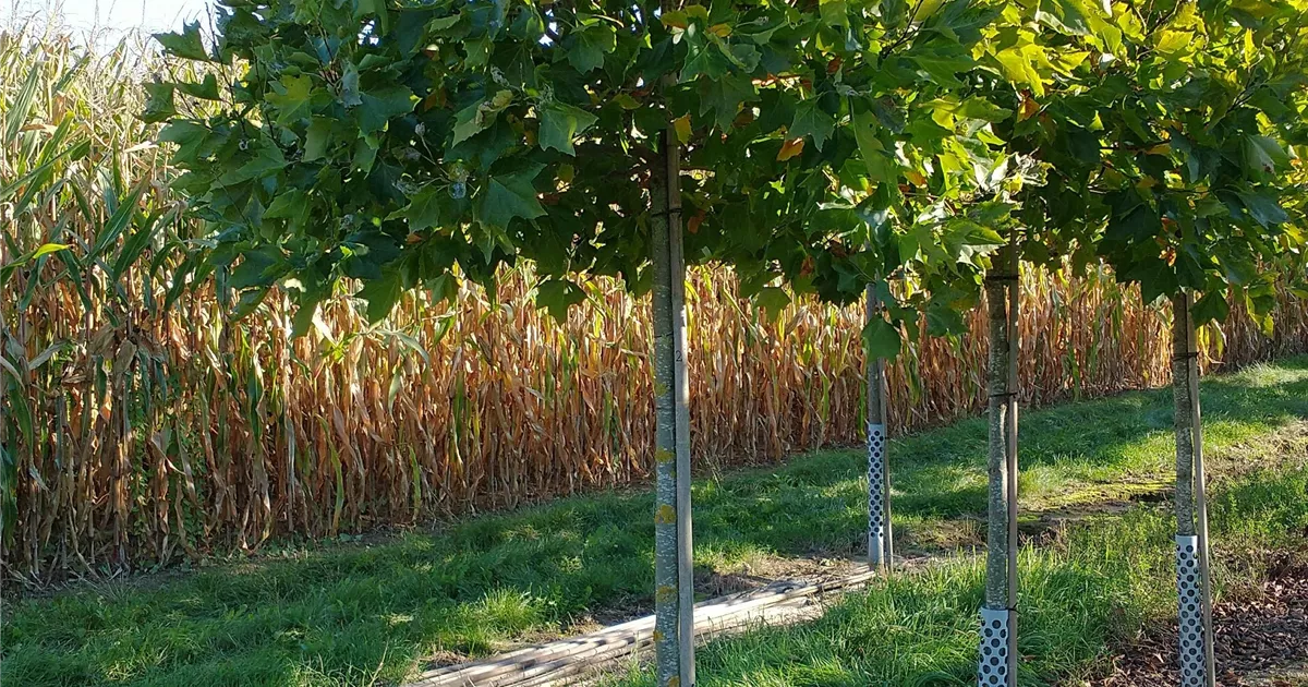 Platanus hispanica 'Alphens Globe'