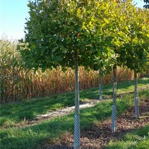 Platanus hispanica 'Alphens Globe'