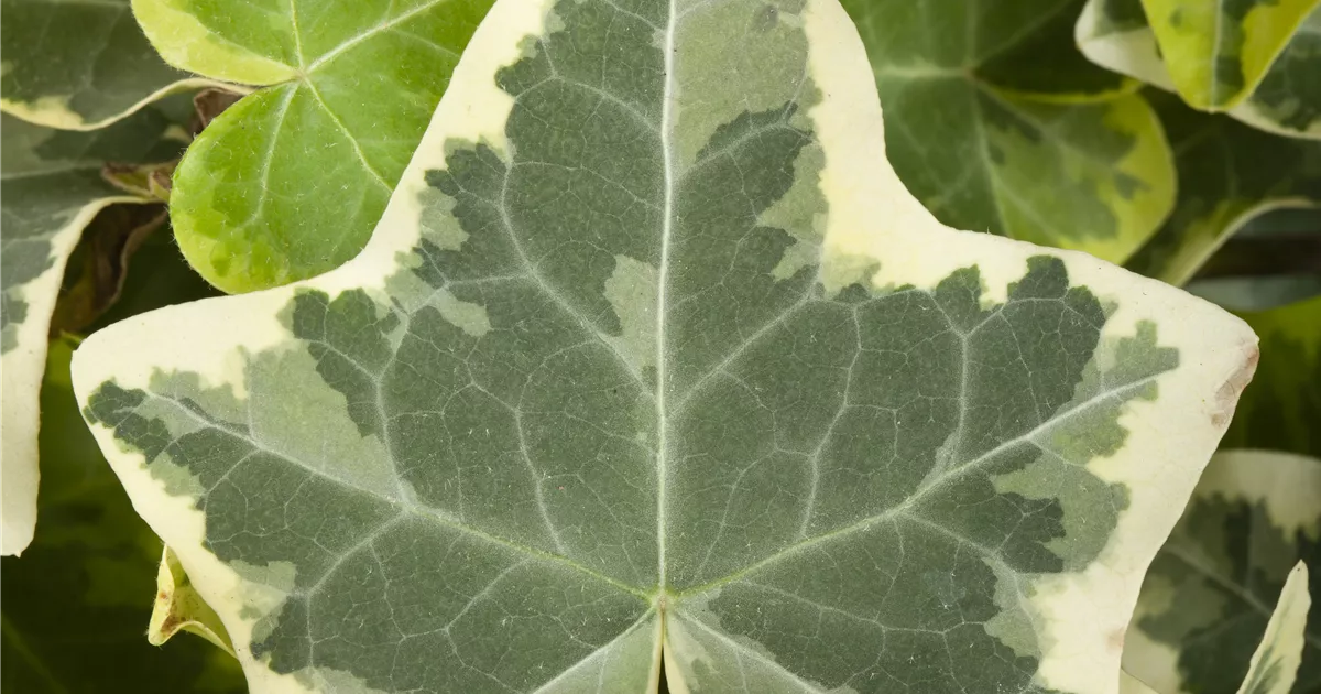 Hedera helix 'Glacier'