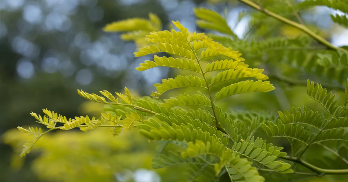 Albizia julibrissin