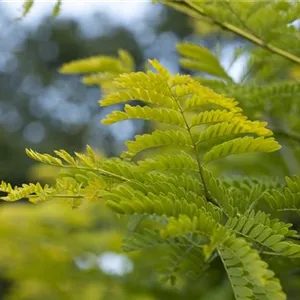 Albizia julibrissin