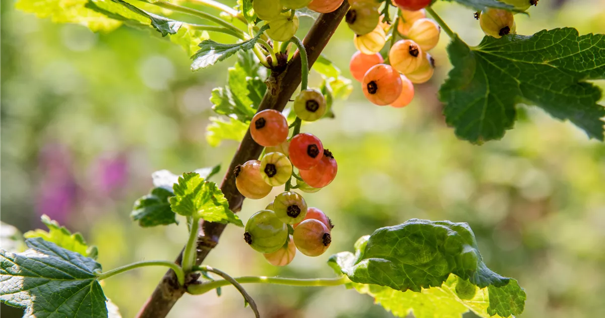 Ribes rubrum 'Rolan' CAC II