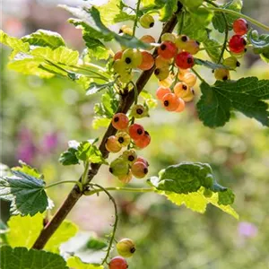 Ribes rubrum 'Rolan' CAC II