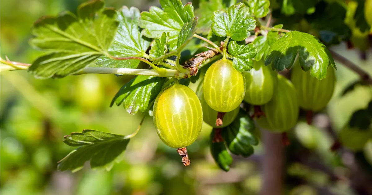 Ribes uva-crispa 'Hinnonmäki gelb' CAC II