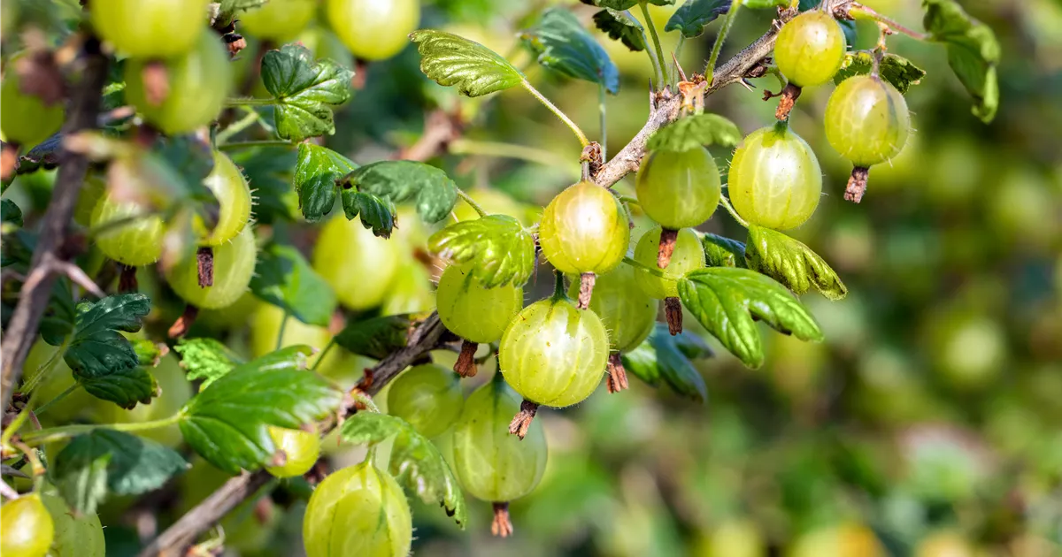 Ribes uva-crispa 'Invicta' CAC II