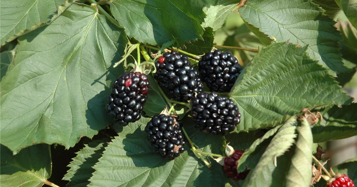 Rubus frut.'Theodor Reimers' CAC