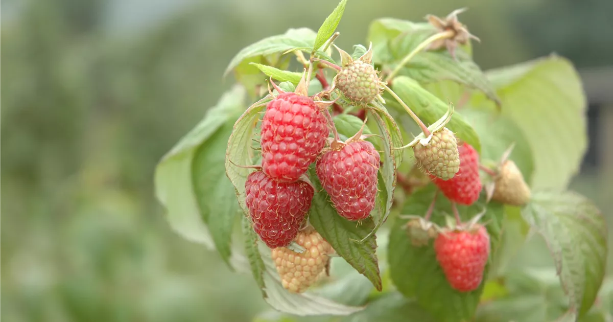 Rubus id.'Schönemann' CAC I