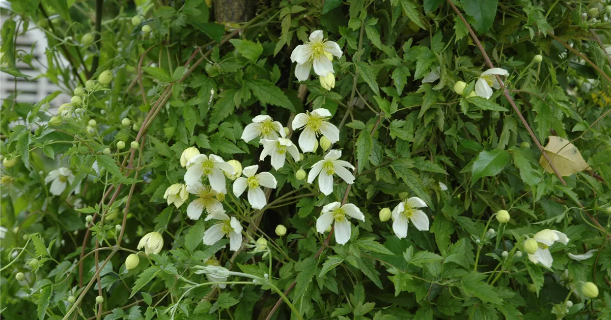 Clematis montana 'Grandiflora'