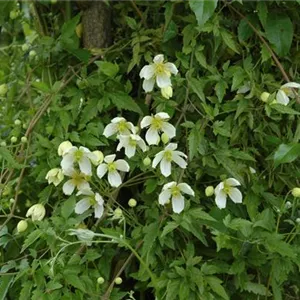 Clematis montana 'Grandiflora'