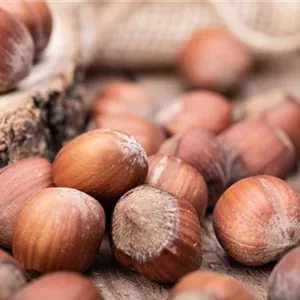 Corylus av.'Halle'sche Riesennuss' CAC