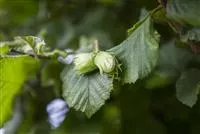 Corylus av.'Webbs Preisnuss' CAC