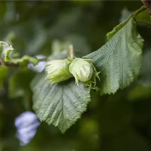 Corylus av.'Webbs Preisnuss' CAC