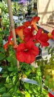 Campsis tagliabuana 'Mme Galen'