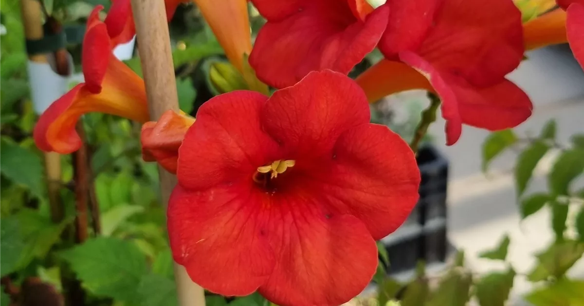 Campsis tagliabuana 'Mme Galen'