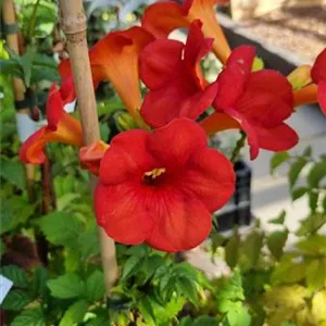 Campsis tagliabuana 'Mme Galen'