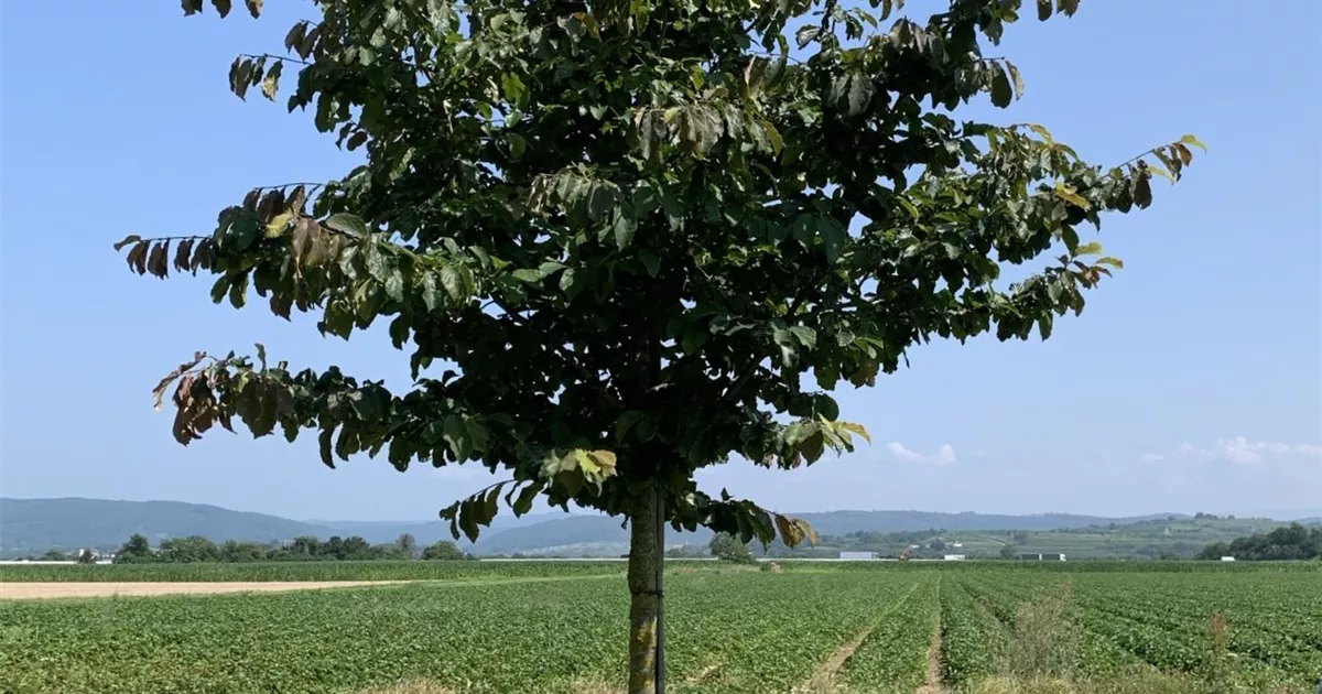 Parrotia persica 'Vanessa'