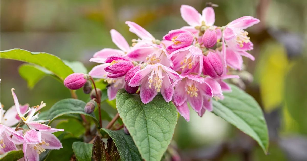 Deutzia magnifica 'Tourbillon Rouge'