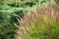 Miscanthus sinensis 'Yakushima Dwarf'