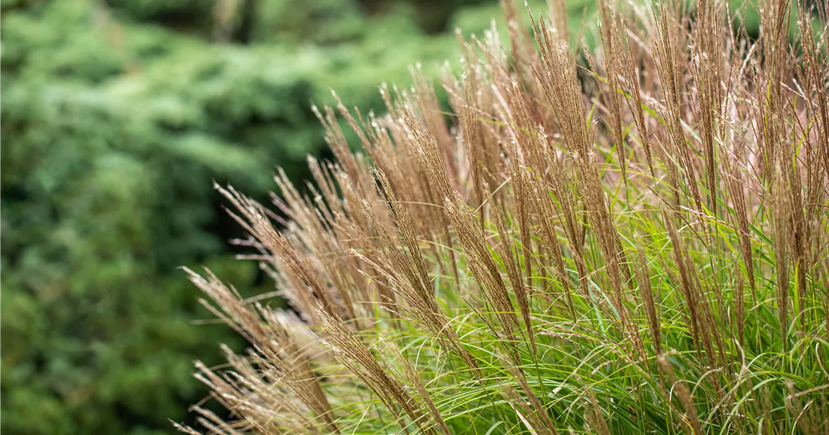 Miscanthus sinensis 'Yakushima Dwarf'