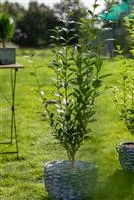 Ligustrum ovalifolium