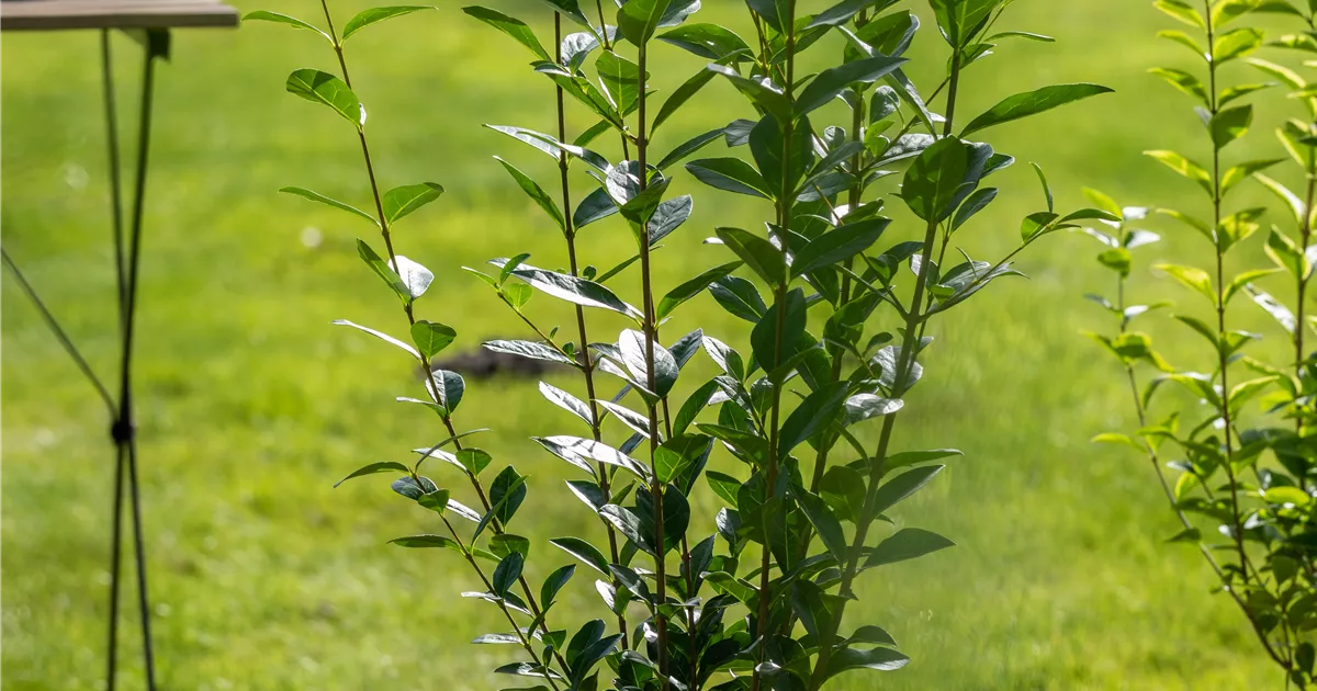 Ligustrum ovalifolium, Ovalblttr.Liguster - Baumschule & Pflanzenvertrieb  Brossmer