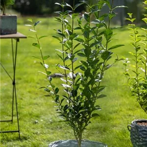 Ligustrum ovalifolium