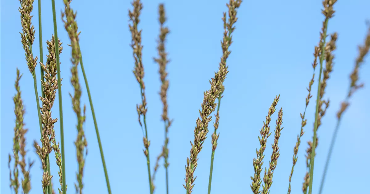 Molinia caerulea 'Heidebraut'