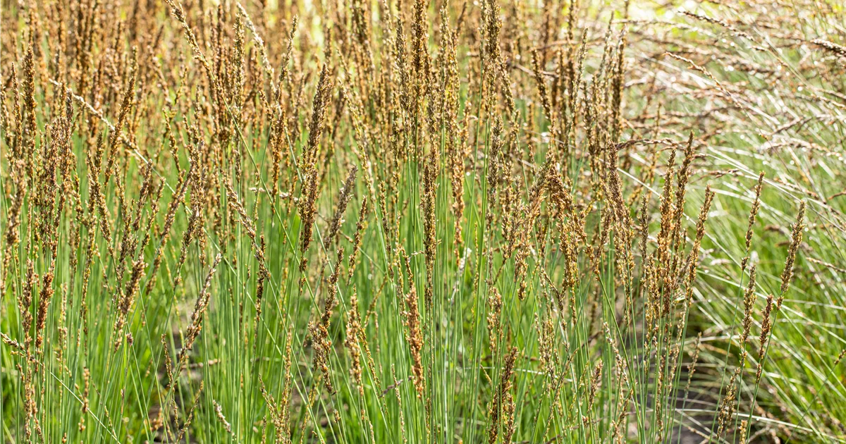 Molinia caerulea 'Moorhexe'