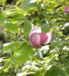 GS629536.jpg