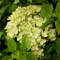 Hydrangea paniculata 'Little Lime'®