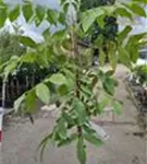 P15631_1.jpg