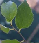 P46740_1.jpg