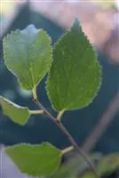 Celtis australis