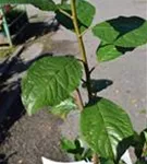 P44061_3.jpg