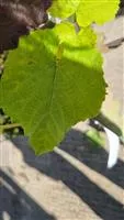 Vitis 'Venus'