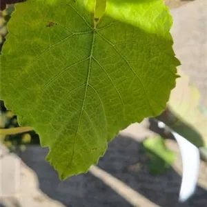 Vitis 'Venus'