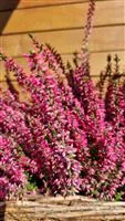 Calluna vulgaris 'Aphrodite' -S-