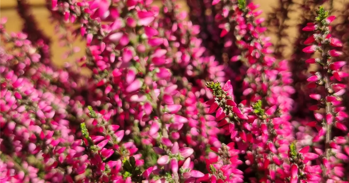 Calluna vulgaris 'Aphrodite' -S-