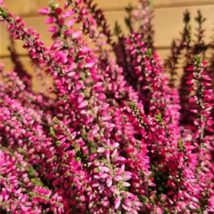 Calluna vulgaris 'Aphrodite' -S-
