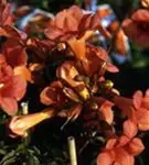 P1108_3.jpg