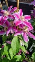 Clematis 'Dr. Ruppel'