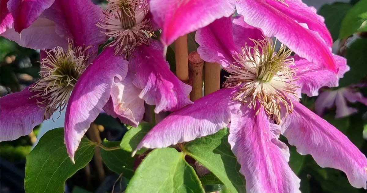 Clematis 'Dr. Ruppel'