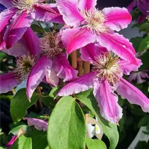 Clematis 'Dr. Ruppel'