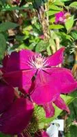 Clematis 'Rouge Cardinal'