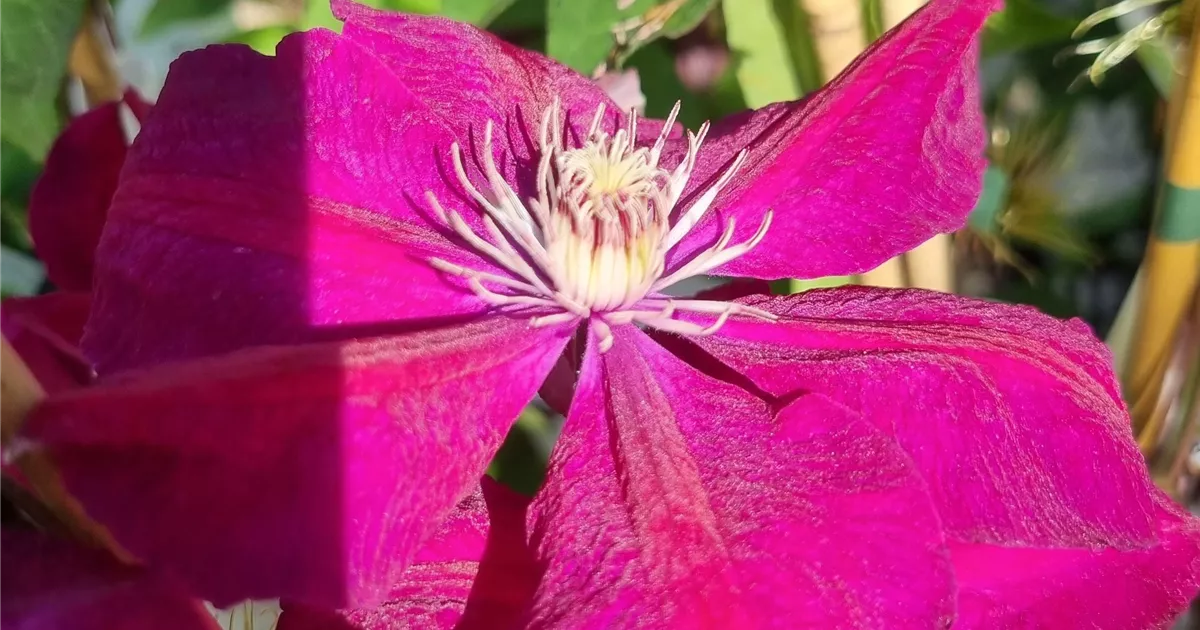 Clematis 'Rouge Cardinal'