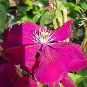 Clematis 'Rouge Cardinal'