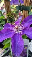 Clematis 'The President'