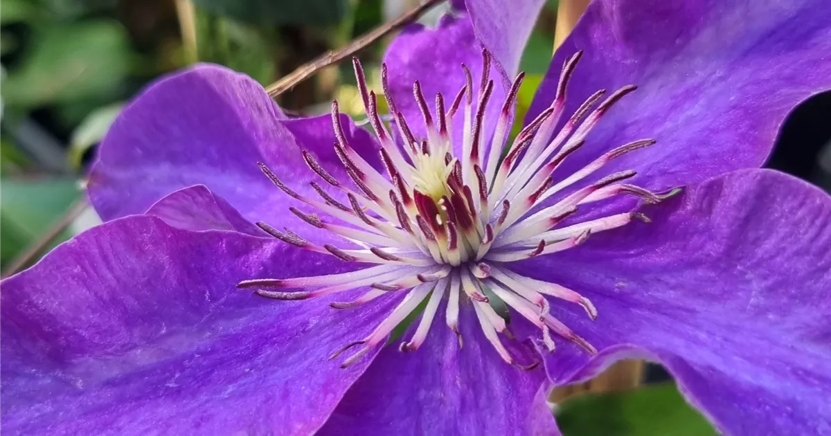Clematis 'The President'